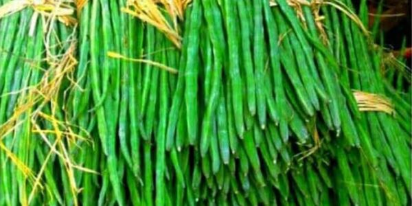 দিনাজপুরে সজনের ডাটার বাম্পার ফলন