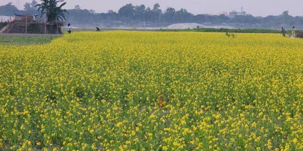 সিরাজগঞ্জে ৮৬ হাজার হেক্টর জমিতে সরিষা চাষ