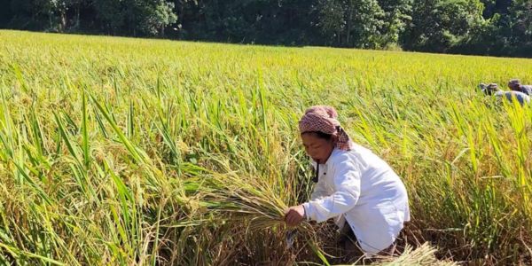 পাহাড় জুড়ে ভারতীয় পাইজাম চালের সুবাস, কৃষকের মুখে হাসি 