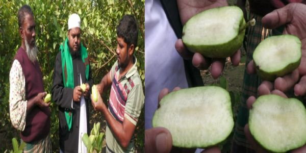 মফিজুল ইসলামের সফলতা: বীজবিহীন পেয়ারা চাষ