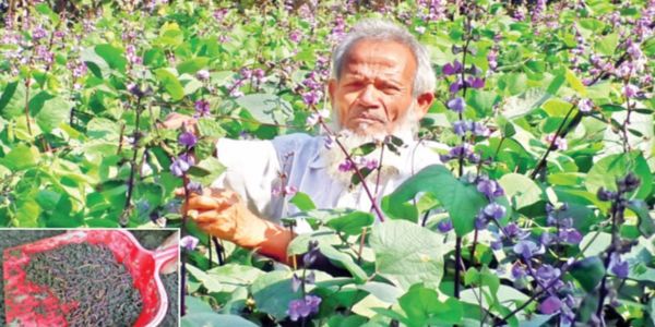 বিষমুক্ত সবজির ফলন বাড়ছে দ্রুত