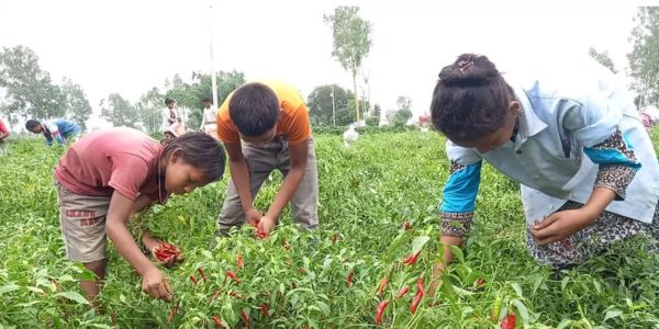কৃষি শ্রমিকের সংকট, মাঠে মাঠে শিক্ষার্থীরা