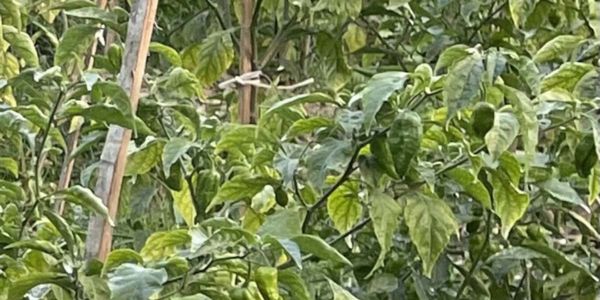 সুগন্ধি বোম্বাই মরিচ চাষে সুনীলের বাজিমাত