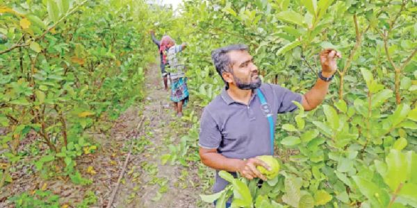খুলনায় কৃষি খাতে তারুণ্যের বৈচিত্র্য 