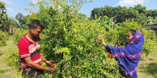 বেদানা চাষে দারুণ সফল এক দম্পতি