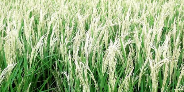 হিটশকের ঝুঁকিতে বোরো ধান