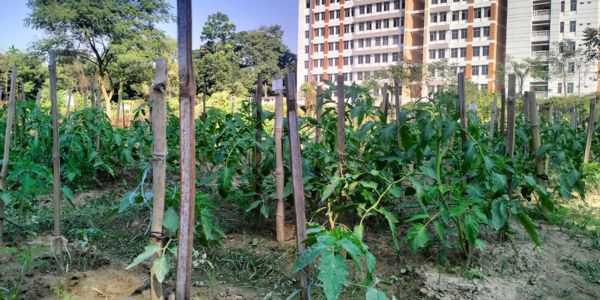 ছত্রাক প্রয়োগে টমেটো চাষ, ব্যাপক সাফল্য