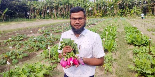 দেশে রঙিন মুলার চাষ নিয়ে গবেষণা