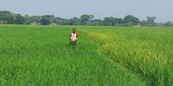 উপকূলের কৃষিতে নতুন সম্ভাবনা