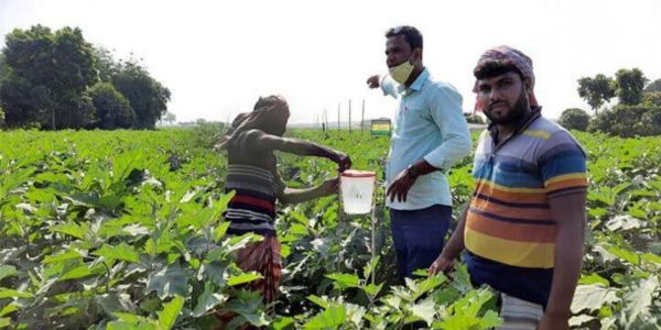 পাবনায় সবজি চাষে জৈব সার ব্যবহারে সফলতা