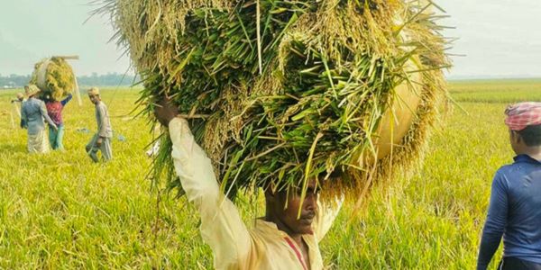 হাওরের রাশি রাশি ধানে কৃষকের হাসি