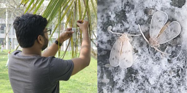 নারিকেল গাছে সাদামাছির আক্রমণ: শণাক্ত হলো আরেকটি নতুন প্রজাতি