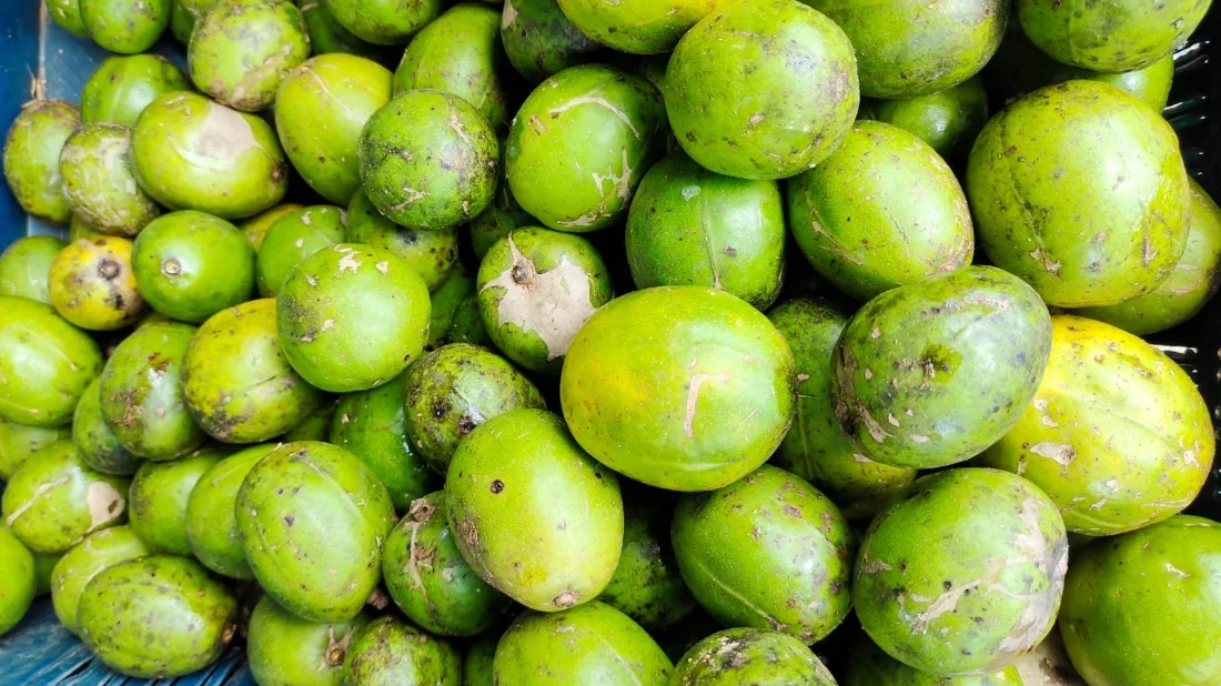পাহাড়ে আমড়া চাষ, অর্থনীতিতে নতুন সম্ভাবনার দ্বার
