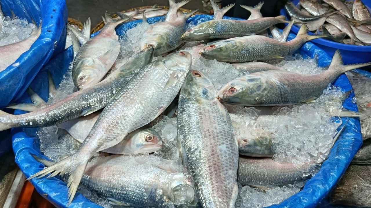 আগামী ৮ থেকে ২৯ অক্টোবর পর্যন্ত ২২ দিন সারাদেশে ইলিশ আহরণ নিষিদ্ধ