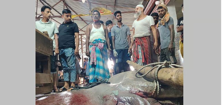 মেঘনায় পাওয়া ৭ মণের শাপলা পাতা মাছ বিক্রি ৮২ হাজারে