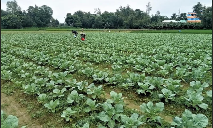 টাঙ্গাইলে আগাম শীতকালীন সবজি চাষে ভাগ্য বদলের স্বপ্ন দেখছেন কৃষক