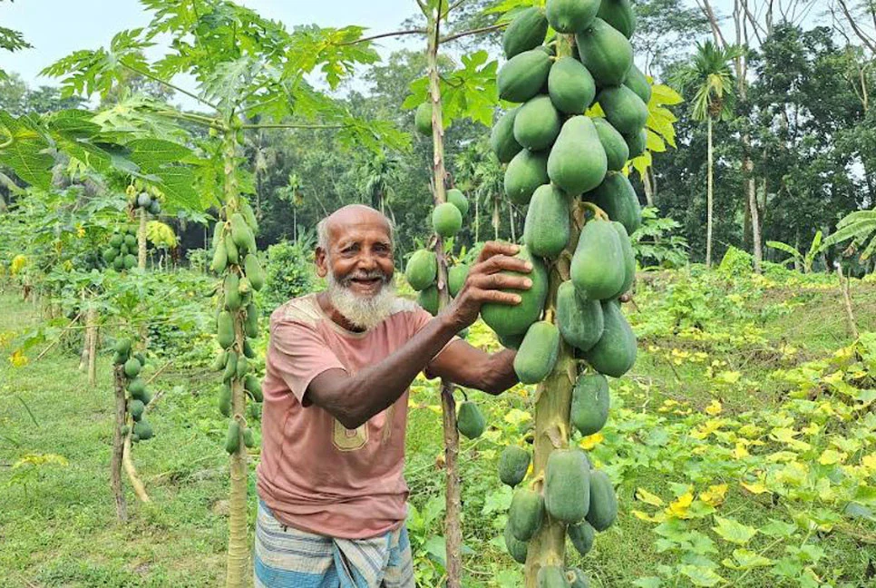৯৫ বছরেও হাল ছাড়েননি রুস্তম, পেঁপে চাষে সপ্তাহে আয় দুই হাজার