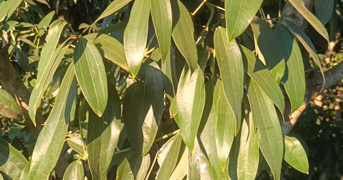 তেজপাতা চাষে রংপুরে কৃষকদের বাৎসরিক আয় ছাড়াল ৫ কোটি টাকা